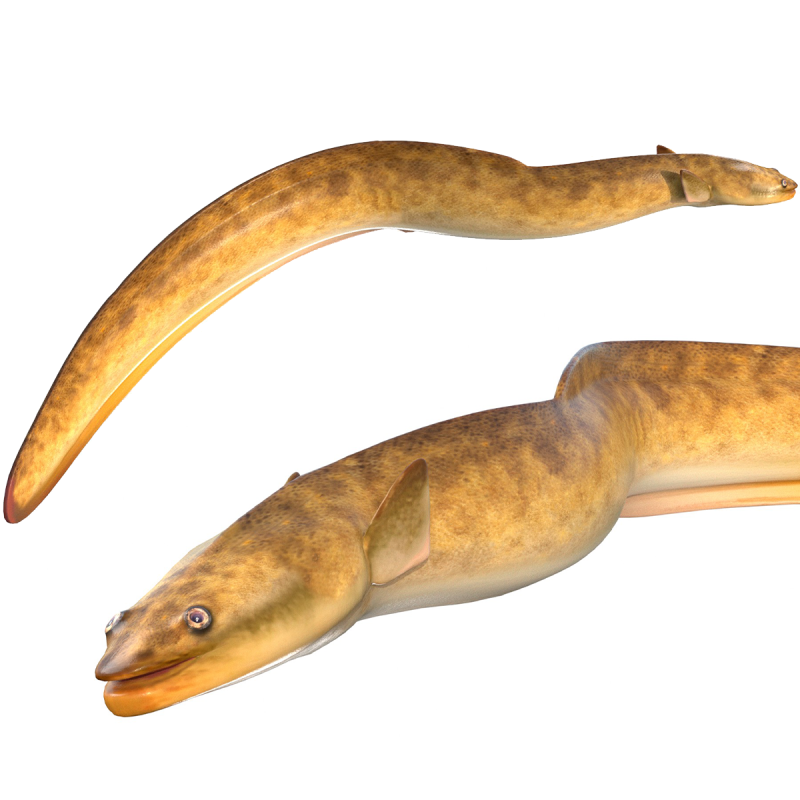 美国鳗鱼 3D 模型 .c4d .max .obj .3ds .fbx .stl .blend 