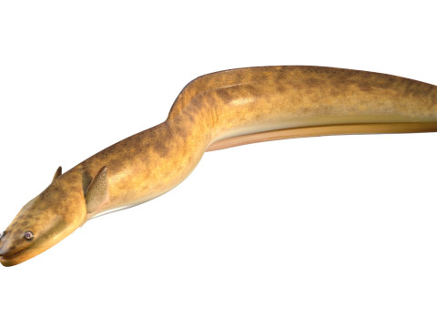 美国鳗鱼 3D 模型