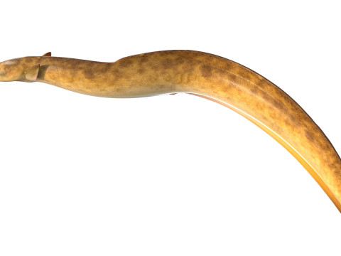 美国鳗鱼 3D 模型