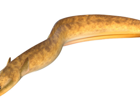 美国鳗鱼 3D 模型