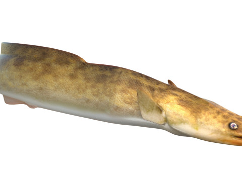 美国鳗鱼 3D 模型
