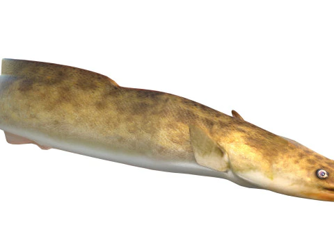 American Eel fish 3D Model