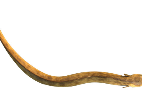 美国鳗鱼 3D 模型