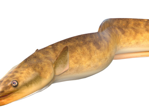 美国鳗鱼 3D 模型