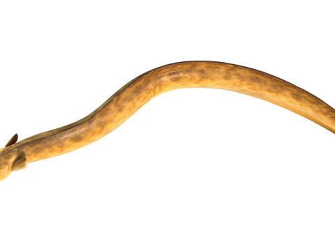 美国鳗鱼 3D 模型