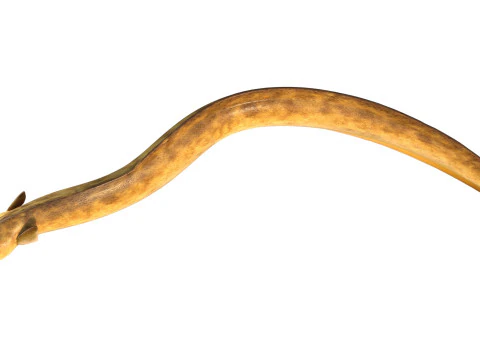 American Eel fish 3D Model
