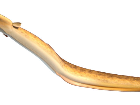 美国鳗鱼 3D 模型