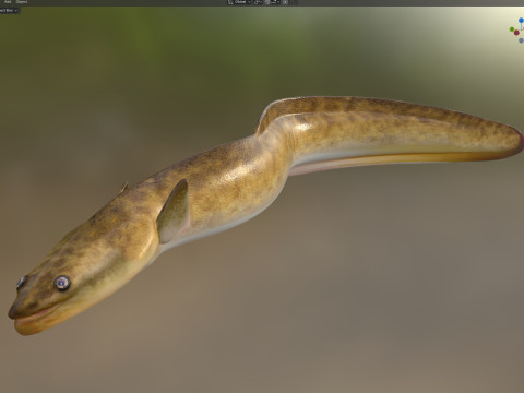 美国鳗鱼 3D 模型