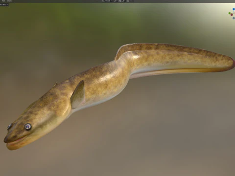 American Eel fish 3D Model