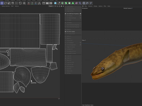 美国鳗鱼 3D 模型