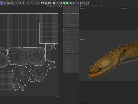 American Eel fish 3D Model