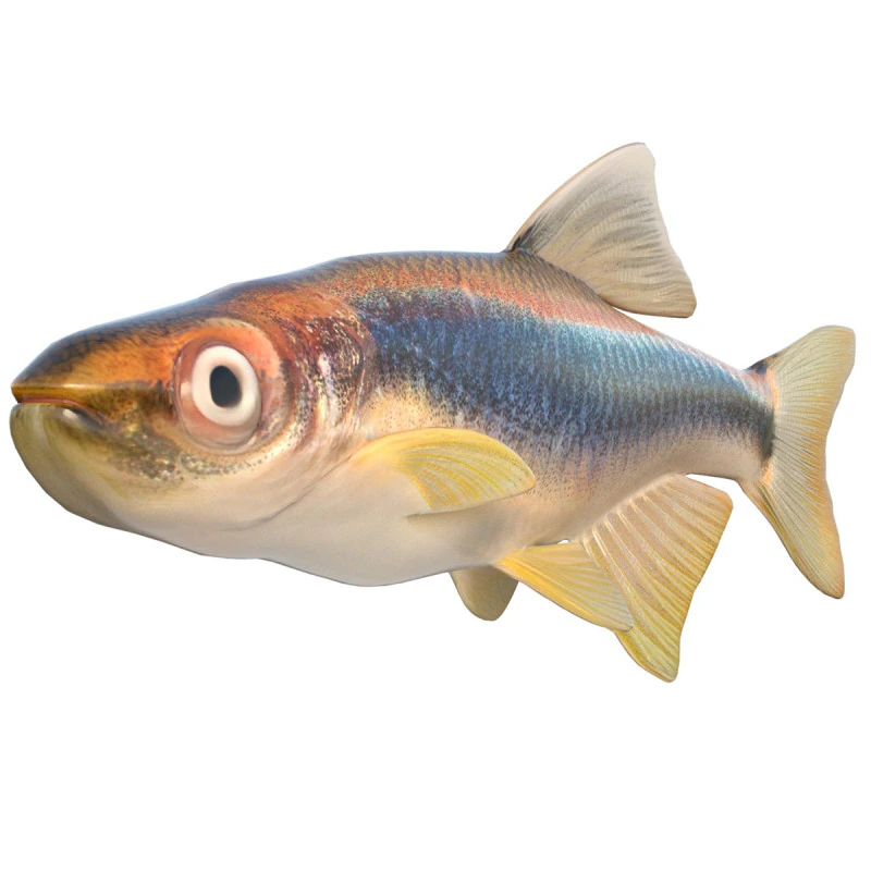Apalachee Shiner fish 3D Model .c4d .max .obj .3ds .fbx .stl .blend