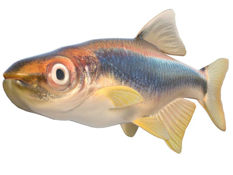Ikan Apalachee Shiner Model 3D