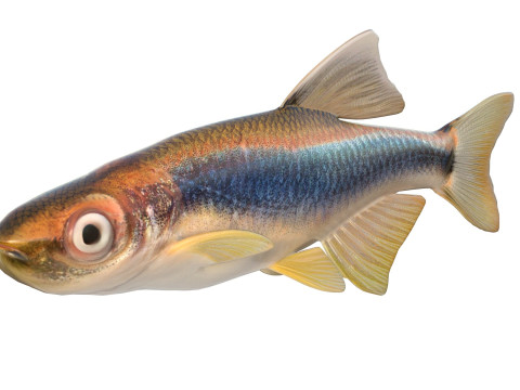 Apalachee Shiner-vis 3D Model