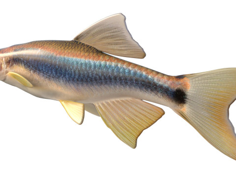 Apalachee Shiner-vis 3D Model