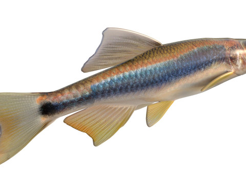 Apalachee Shiner-vis 3D Model