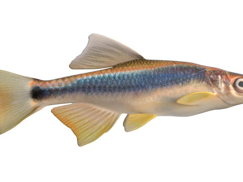 Apalachee Shiner fish 3D Model
