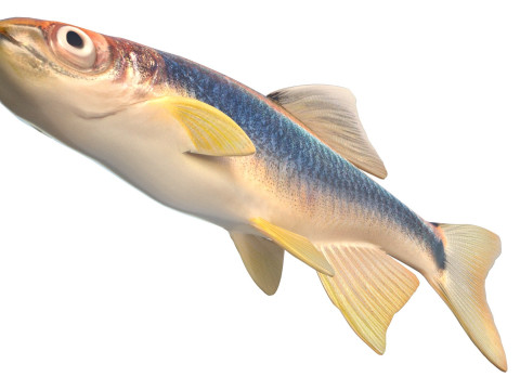 Apalachee Shiner-vis 3D Model