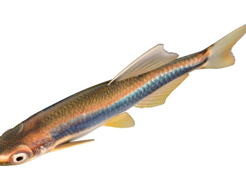 Apalachee Shiner fish 3D Model