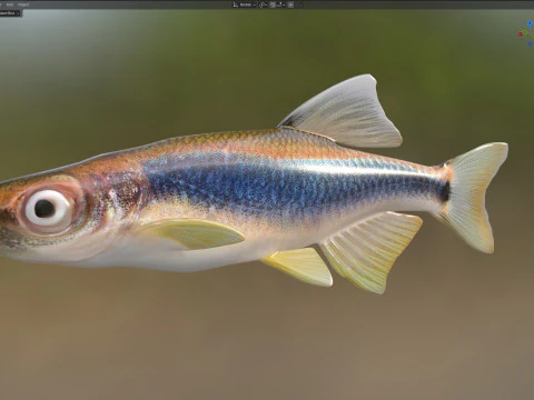 Apalachee Shiner fish 3D Model