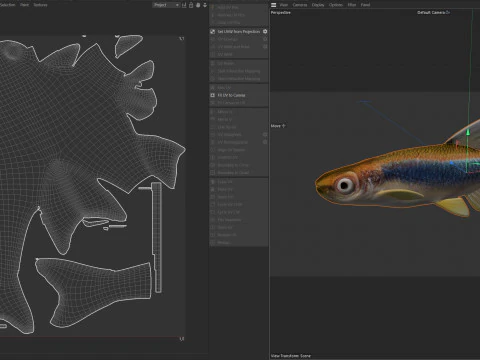 Apalachee Shiner fish 3D Model