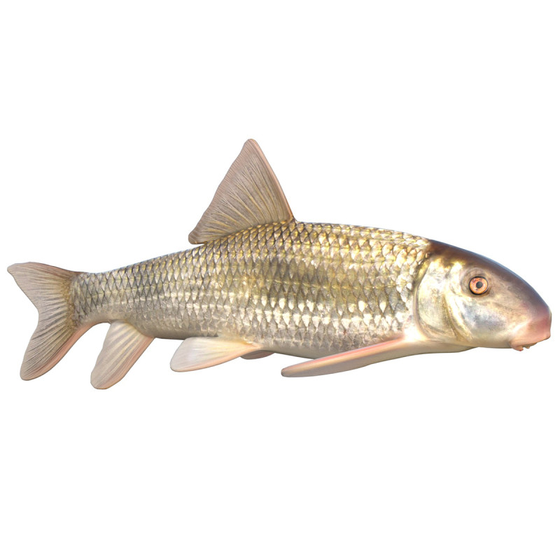 Poisson chevalier Apalachicola Modèle 3D .c4d .max .obj .3ds .fbx .stl .blend 