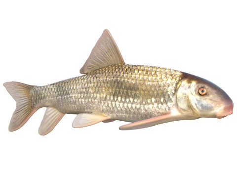 Peixe Cavalo Vermelho Apalachicola Modelo 3D