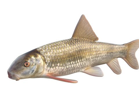 Poisson chevalier Apalachicola Modèle 3D