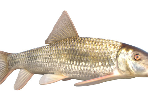 Poisson chevalier Apalachicola Modèle 3D