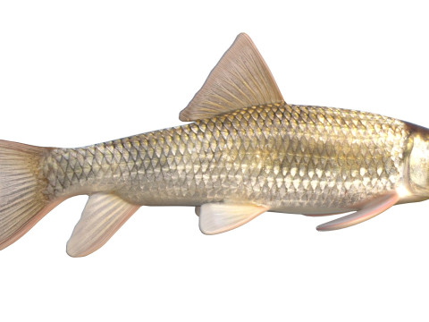 Poisson chevalier Apalachicola Modèle 3D