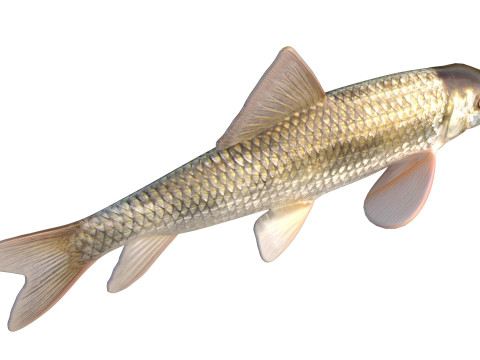 Poisson chevalier Apalachicola Modèle 3D