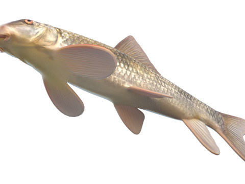 Poisson chevalier Apalachicola Modèle 3D