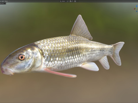 Poisson chevalier Apalachicola Modèle 3D