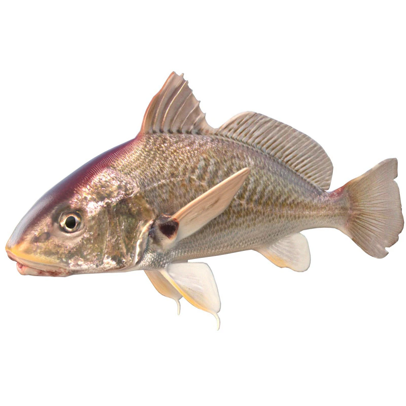 Atlantic Croaker fish 3D Model .c4d .max .obj .3ds .fbx .stl .blend