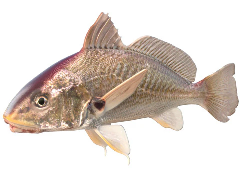 Pesce ombrina dell'Atlantico Modello 3D