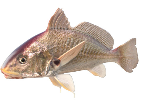 अटलांटिक क्रोकर मछली 3D मॉडल