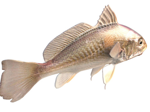 अटलांटिक क्रोकर मछली 3D मॉडल