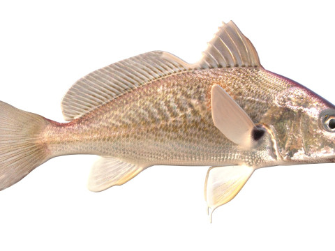 अटलांटिक क्रोकर मछली 3D मॉडल