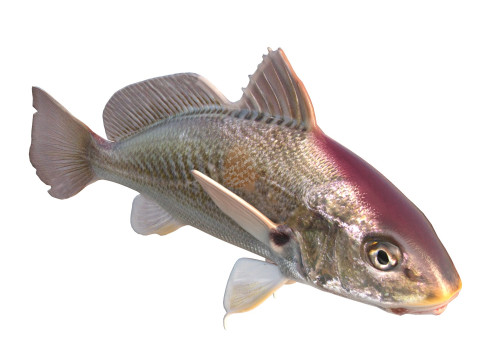 अटलांटिक क्रोकर मछली 3D मॉडल