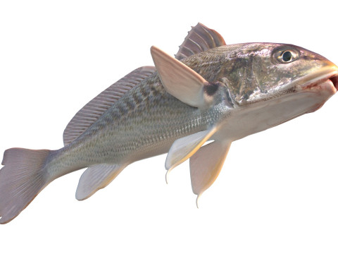 अटलांटिक क्रोकर मछली 3D मॉडल