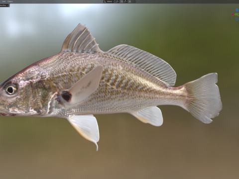 अटलांटिक क्रोकर मछली 3D मॉडल