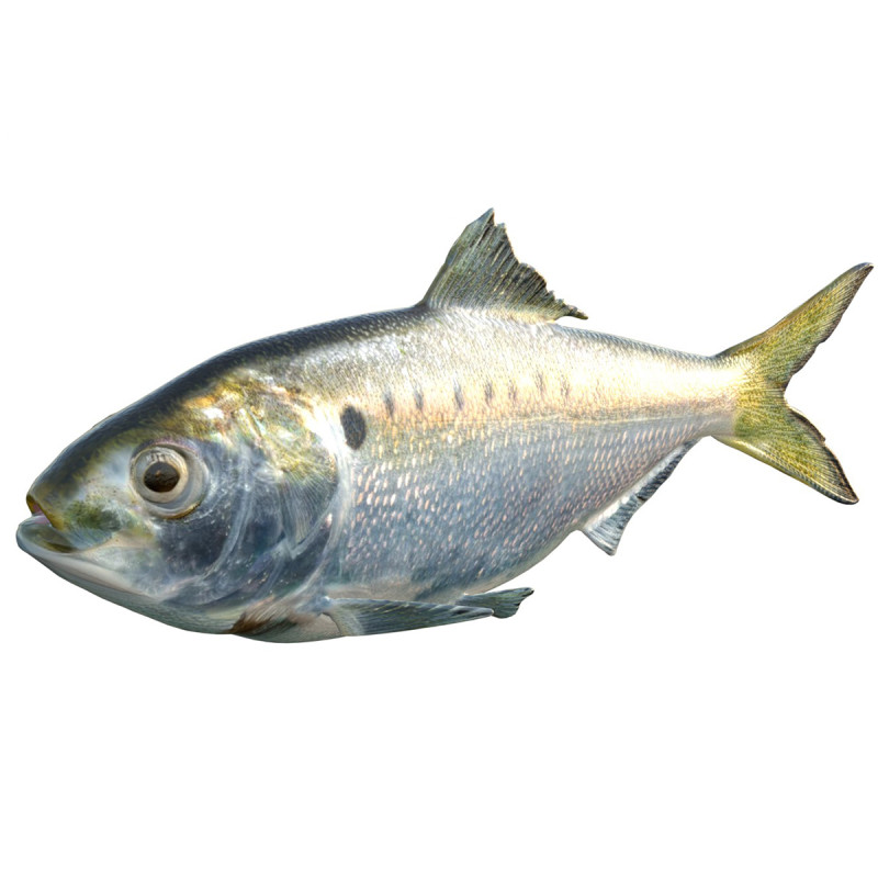 Atlantic Menhaden fish 3D Model .c4d .max .obj .3ds .fbx .stl .blend 