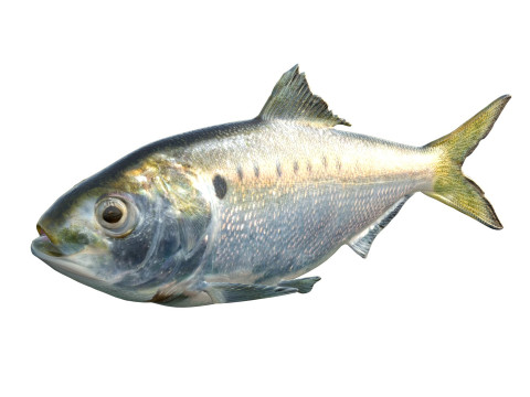Atlantic Menhaden fish 3D Model