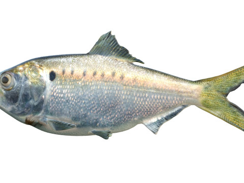 Atlantic Menhaden fish 3D Model