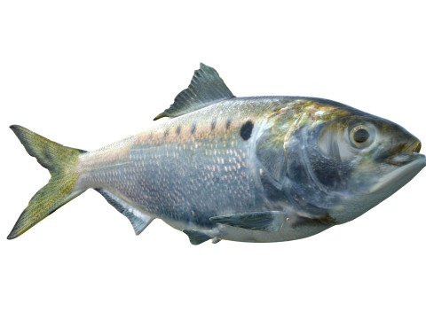 Atlantic Menhaden fish 3D Model