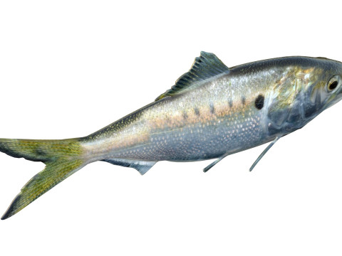 Atlantic Menhaden fish 3D Model