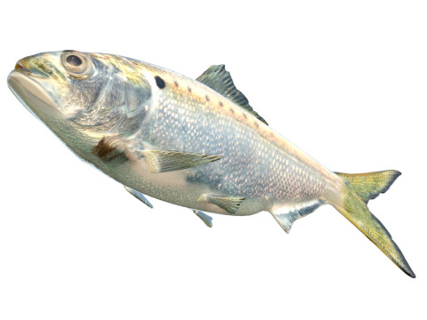 Atlantic Menhaden fish 3D Model