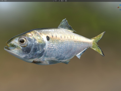 Atlantic Menhaden fish 3D Model