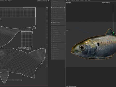 Atlantic Menhaden fish 3D Model