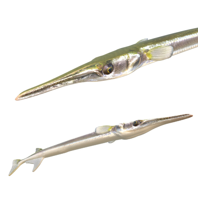 Atlantic needlefish fish 3D Model .c4d .max .obj .3ds .fbx .stl .blend 